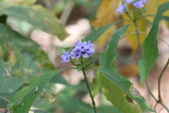 Eranthemum purpurascens
